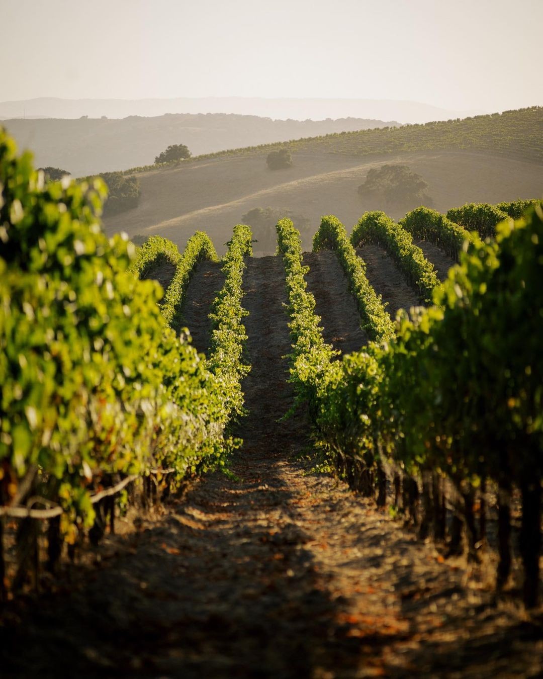 Viñedo Correa Grieco